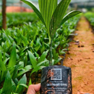 Cau giống Đất Quảng